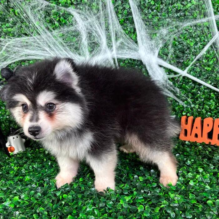 Male Pomsky puppy named Rick for sale at Puppy Dreams - North Richland Hills.