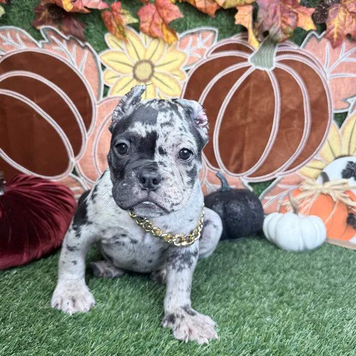 Male American Bully puppy named Oreo for sale at Puppy Dreams - Carrollton.
