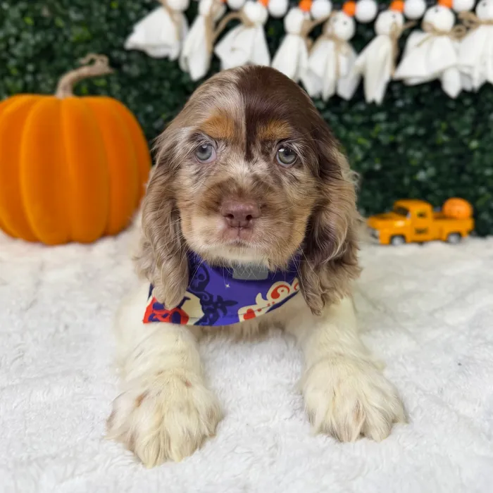 Female Cocker Spaniel puppy named Luna for sale at Puppy Dreams - Garland.