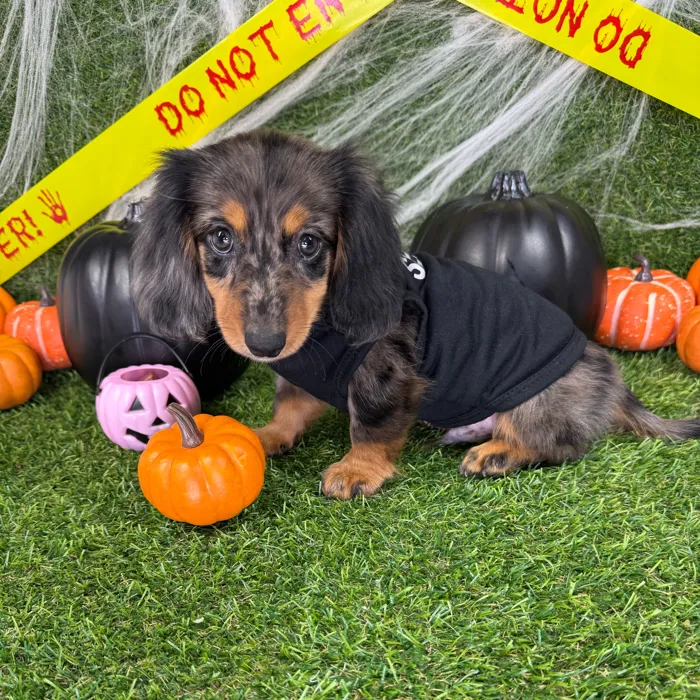 Male Dachshund puppy named Lucky for sale at Puppy Dreams - Arlington.