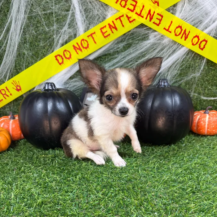 Female Chihuahua puppy named Cheryl for sale at Puppy Dreams - Arlington.