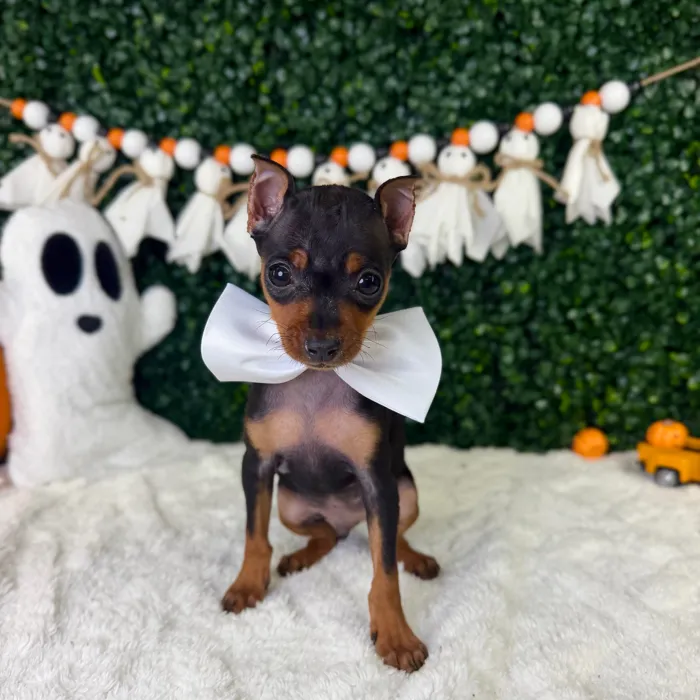 Male Min Pin puppy named Kratos for sale at Puppy Dreams - Garland.