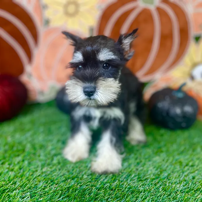 Female Mini Schnauzer puppy named Luna for sale at Puppy Dreams - Carrollton.