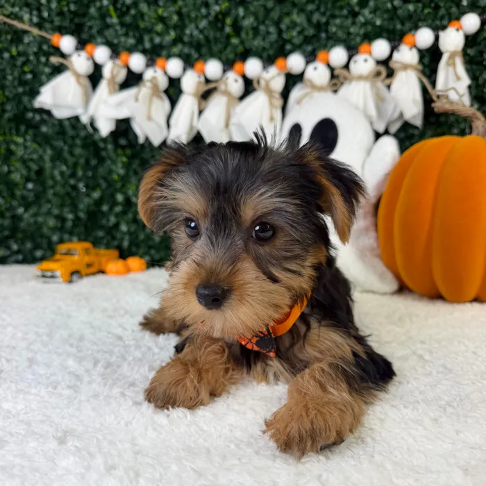 Male Yorkie puppy named Binky for sale at Puppy Dreams - Garland.