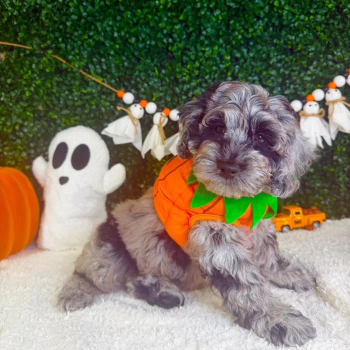 Male Cockapoo puppy named Spooky for sale at Puppy Dreams - Garland.