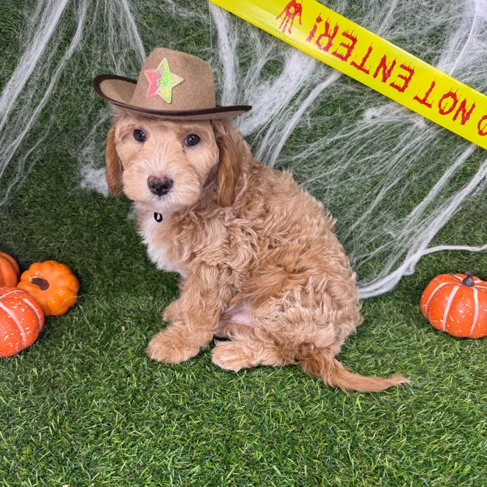 Male Mini Goldendoodle puppy named Dash for sale at Puppy Dreams - Arlington.