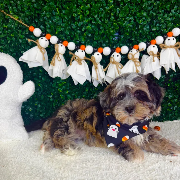 Male Cockapoo puppy named Ghost for sale at Puppy Dreams - Garland.