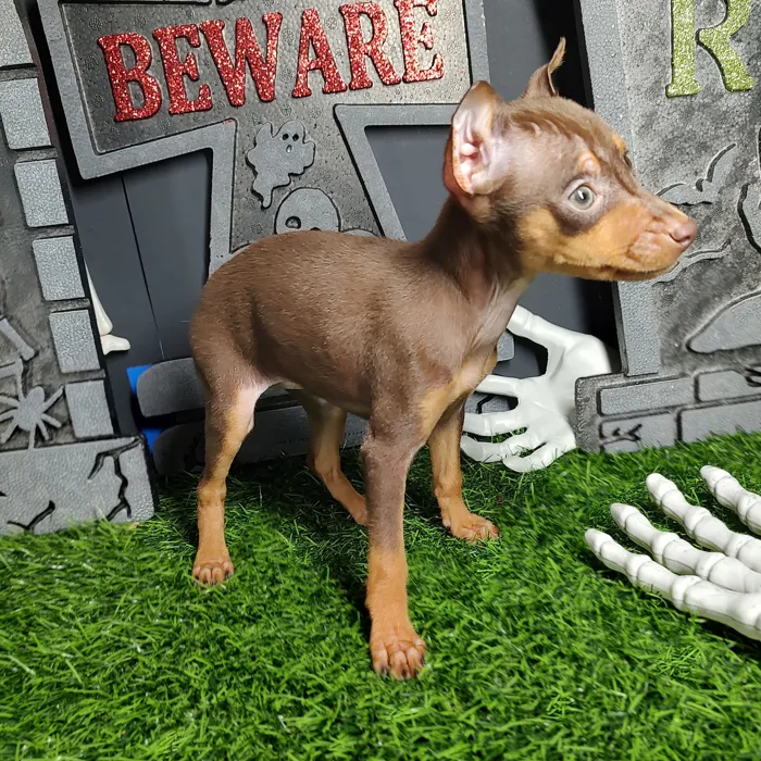 Female Min Pin puppy named *Amelia* for sale at Puppy Dreams - Mansfield.
