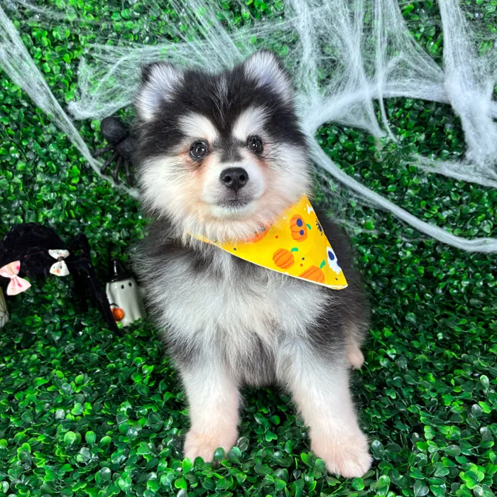 Male Pomsky puppy named Rick for sale at Puppy Dreams - North Richland Hills.