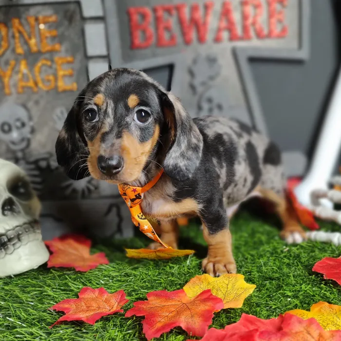 Male Dachshund puppy named *Mj* for sale at Puppy Dreams - Mansfield.