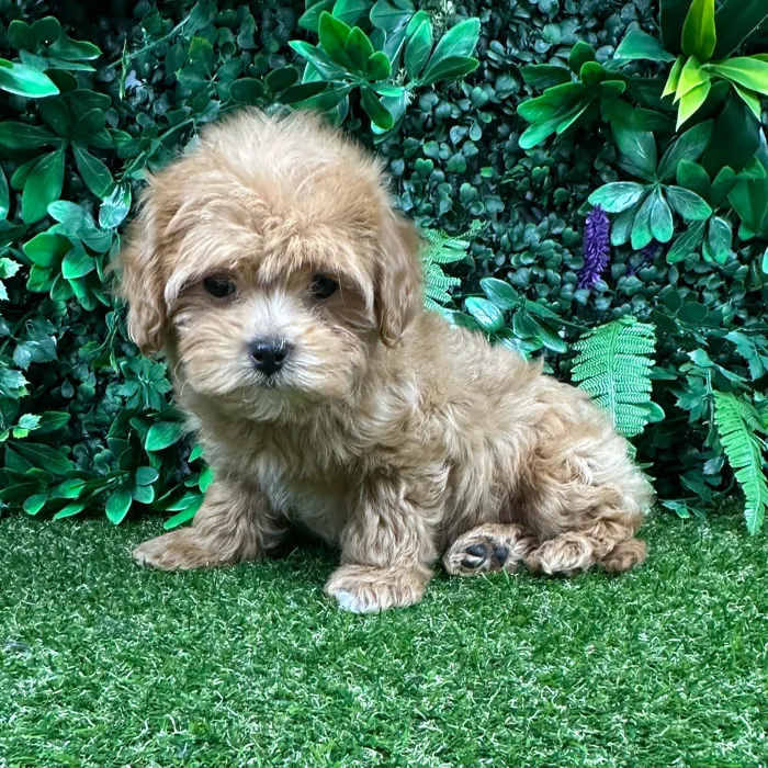 Female Maltipoo puppy named Abbie for sale at Puppy Dreams - Parks Mall.