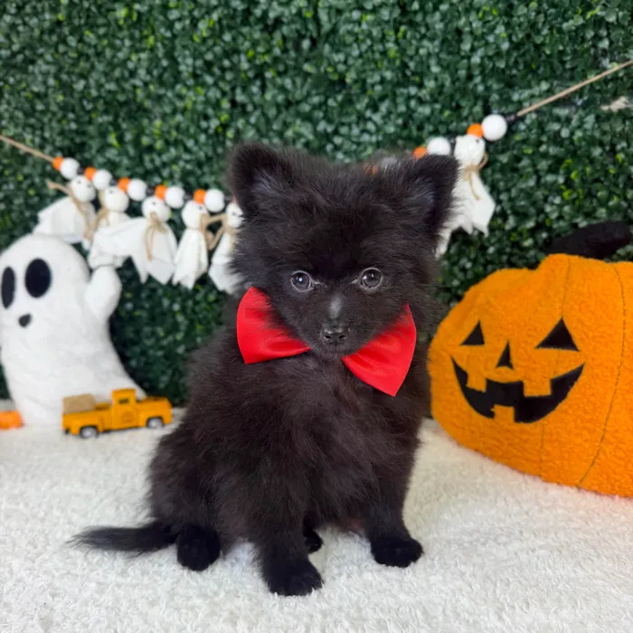 Male Pomeranian puppy named Midnight for sale at Puppy Dreams - Garland.