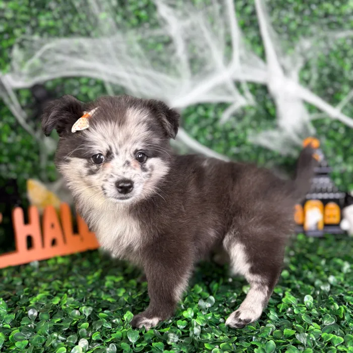 Female Pomchi puppy named Mabel for sale at Puppy Dreams - North Richland Hills.