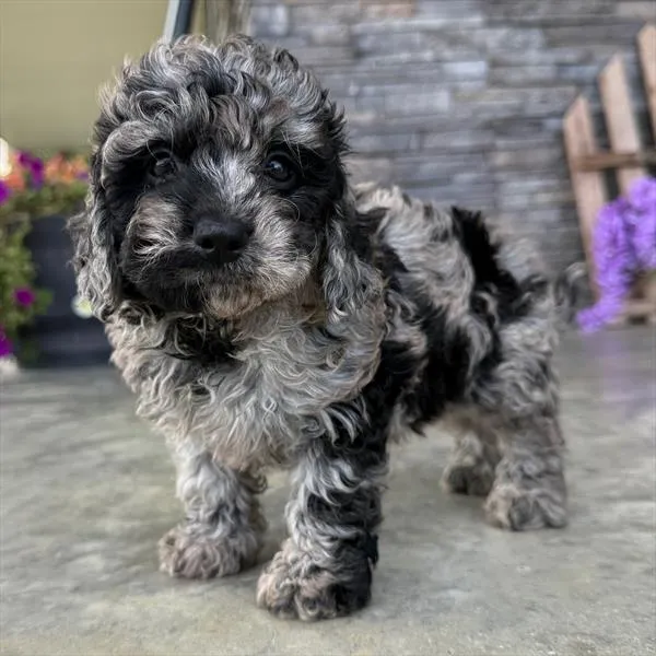 Male Mini Goldendoodle puppy for sale at Puppy Dreams - North Richland Hills.