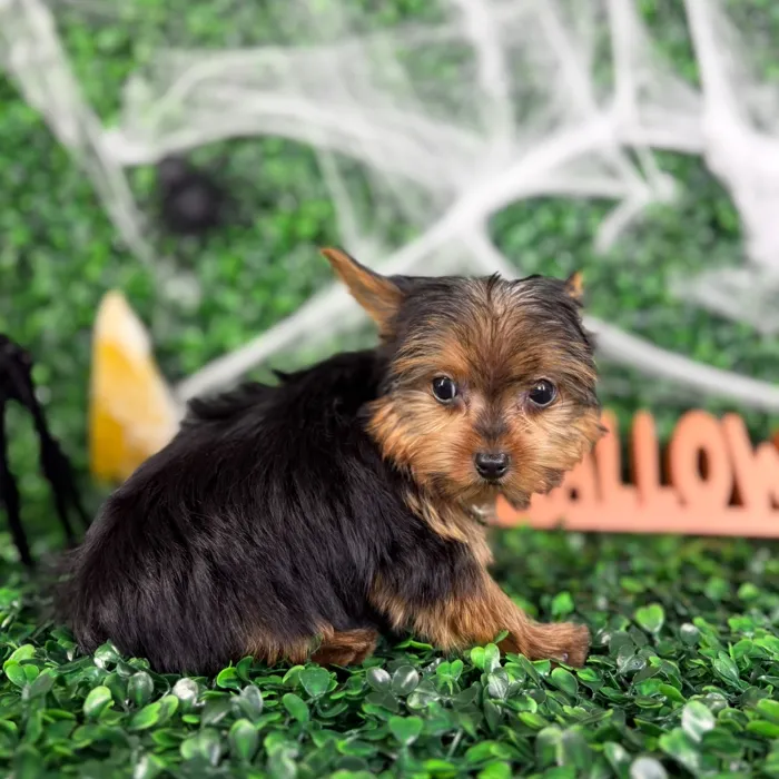 Male Yorkie puppy named Winston for sale at Puppy Dreams - North Richland Hills.