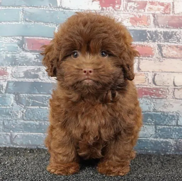 Male Shizapoo puppy for sale at Puppy Dreams - Arlington.