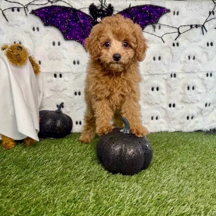 Female Mini Poodle puppy named Millie for sale at Puppy Dreams - Carrollton.