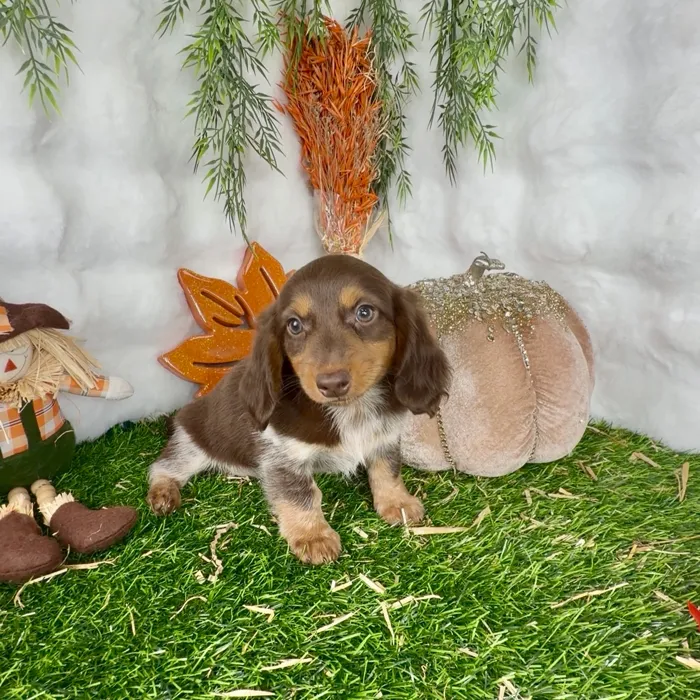 Female Dachshund puppy named Candace for sale at Puppy Dreams - Denton.