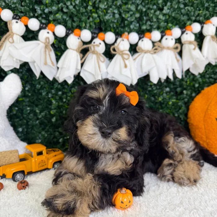 Female Cavapoo puppy named Daisy for sale at Puppy Dreams - Garland.