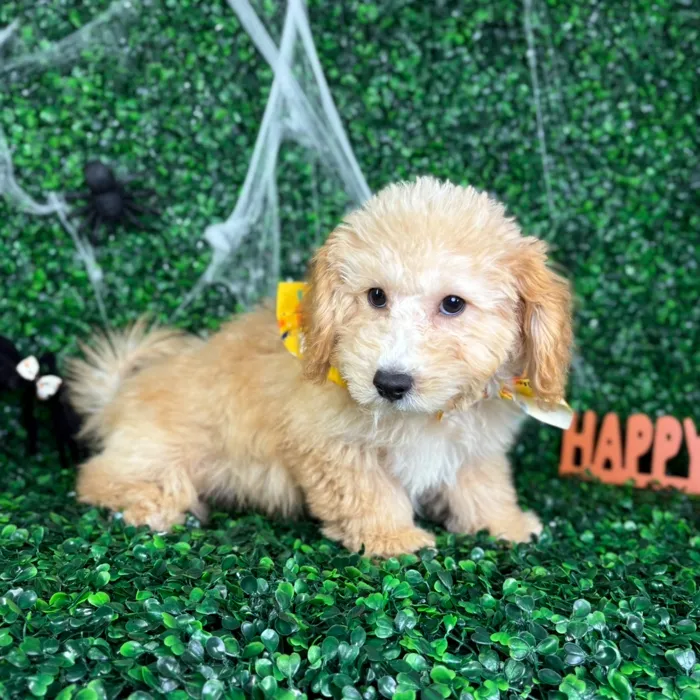 Male Bichon-Poodle puppy named Bentley for sale at Puppy Dreams - North Richland Hills.