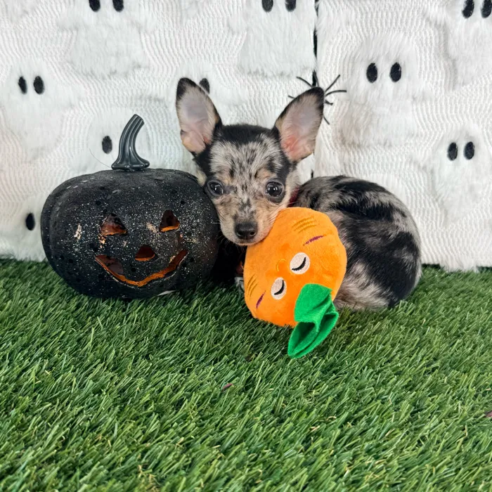 Male Chihuahua puppy named Bandit for sale at Puppy Dreams - Carrollton.