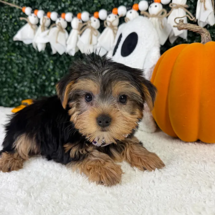 Male Yorkie puppy named Steel for sale at Puppy Dreams - Garland.