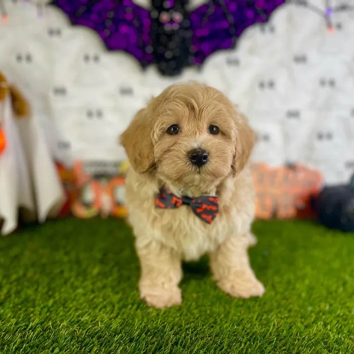 Male Maltipoo puppy named Axel for sale at Puppy Dreams - Carrollton.