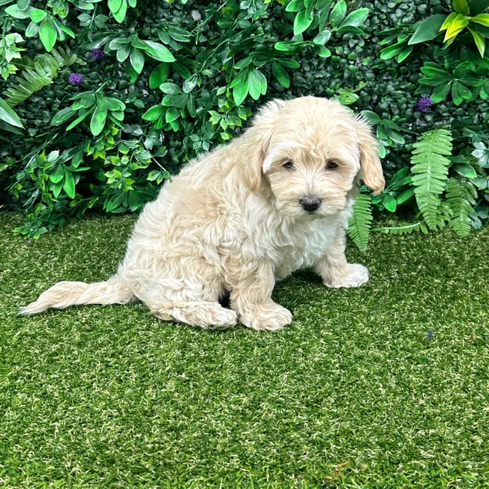 Female Maltipoo puppy named Meadow for sale at Puppy Dreams - Parks Mall.
