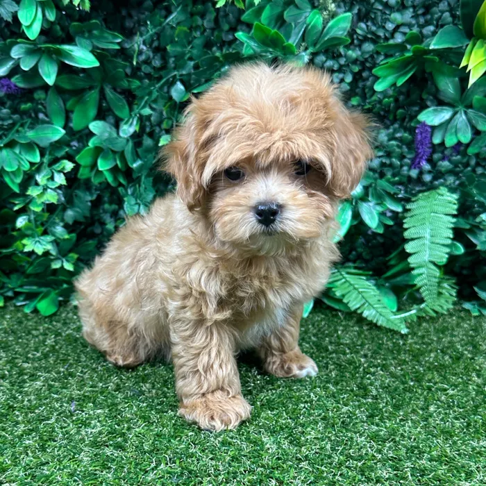 Female Maltipoo puppy named Abbie for sale at Puppy Dreams - Parks Mall.