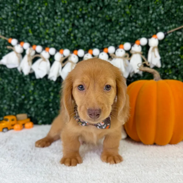 Male Dachshund puppy named Slinky for sale at Puppy Dreams - Garland.