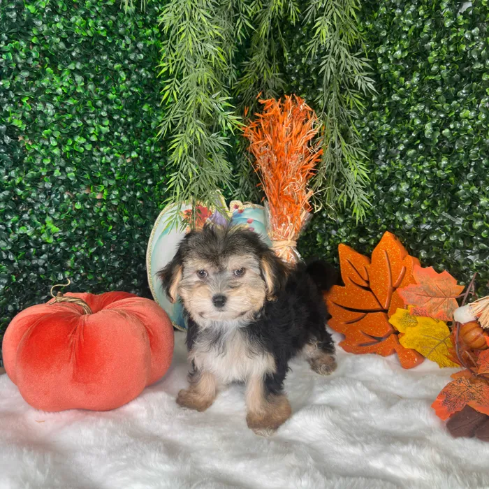 Female Morkie puppy named Katherine for sale at Puppy Dreams - Denton.