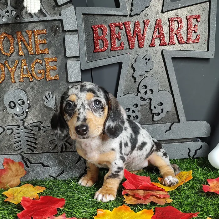 Female Dachshund puppy named *Diana* for sale at Puppy Dreams - Mansfield.