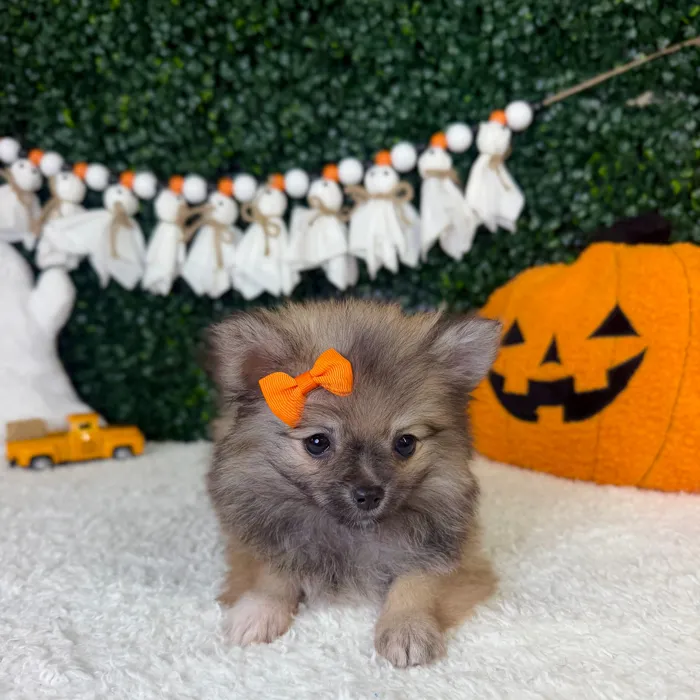 Female Pomeranian puppy named Ivy for sale at Puppy Dreams - Garland.