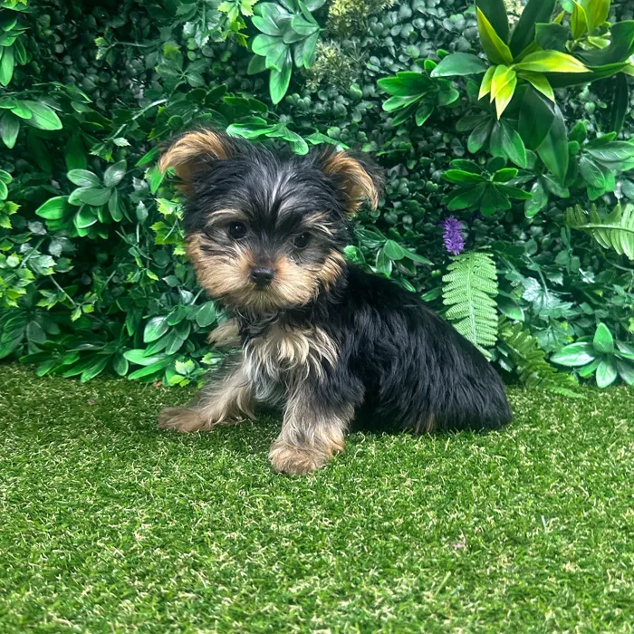 Male Yorkie puppy named Baxter for sale at Puppy Dreams - Parks Mall.