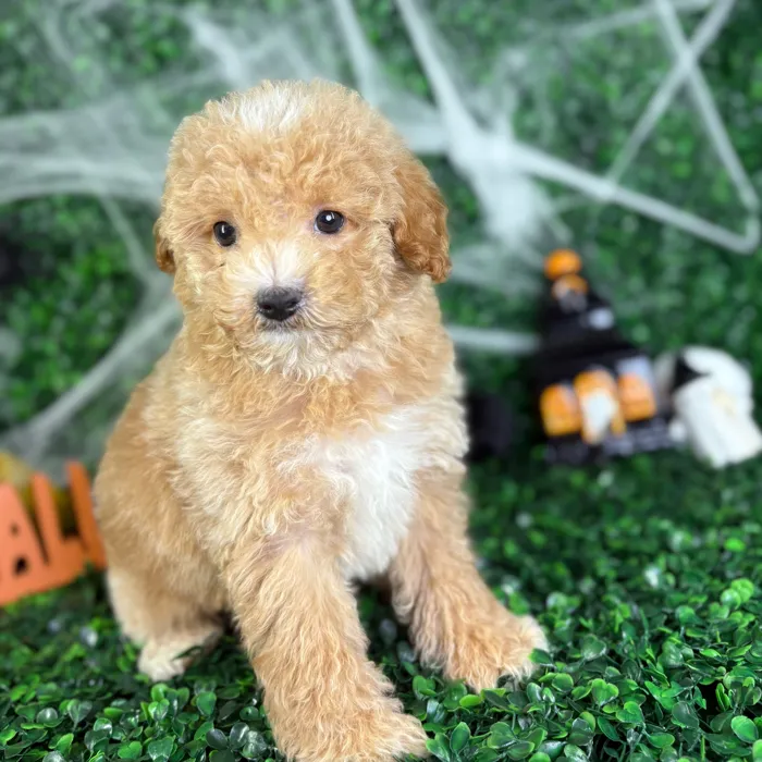 Male Cavapoo puppy named Coco for sale at Puppy Dreams - North Richland Hills.