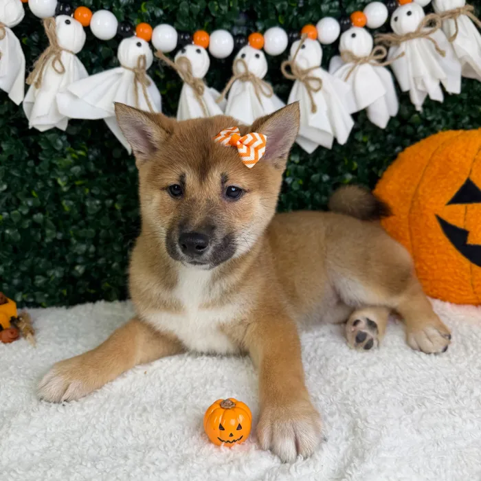 Female Shiba Inu puppy named Mochi for sale at Puppy Dreams - Garland.