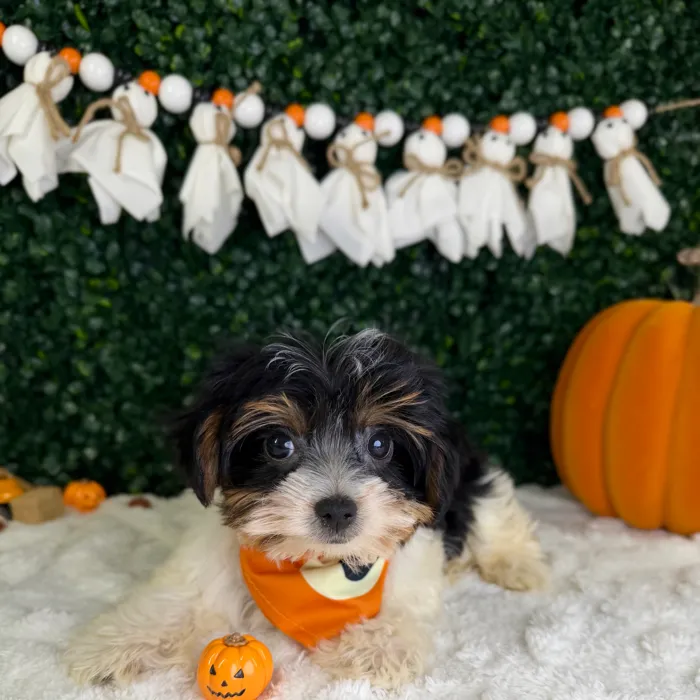 Male Parti Yorkie puppy named Gus for sale at Puppy Dreams - Garland.