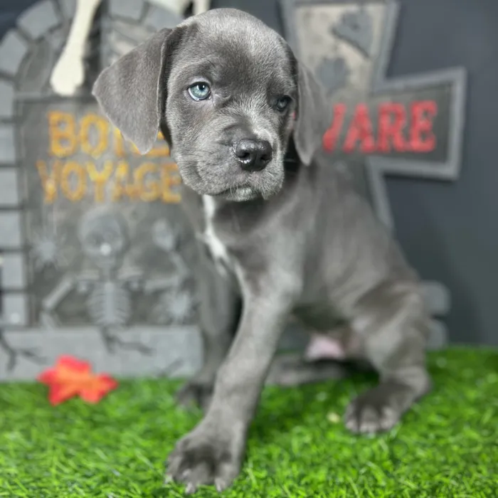 Male Cane Corso puppy named Clove for sale at Puppy Dreams - Mansfield.