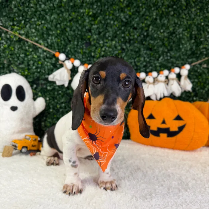 Male Dachshund puppy named Ozzy for sale at Puppy Dreams - Garland.