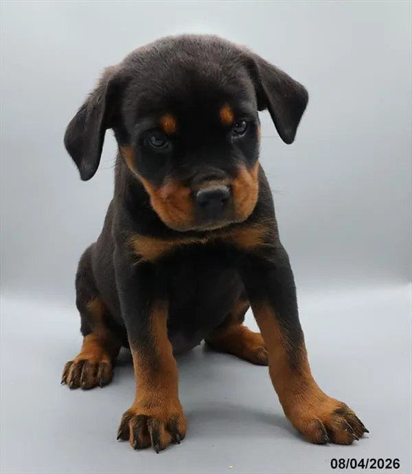 Female Rottweiler puppy for sale at Puppy Dreams - Carrollton.