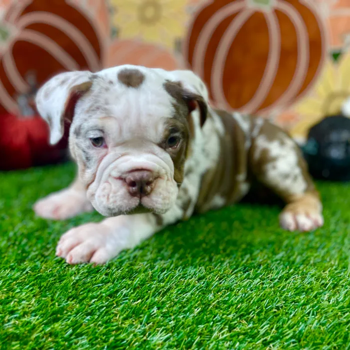 Female English Bulldog puppy named Sadie for sale at Puppy Dreams - Carrollton.