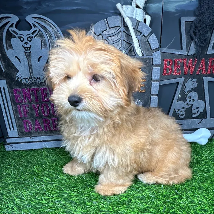 Female Shorkie puppy named Red for sale at Puppy Dreams - Mansfield.