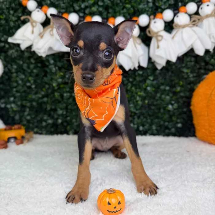 Male Min Pin puppy named Boo for sale at Puppy Dreams - Garland.