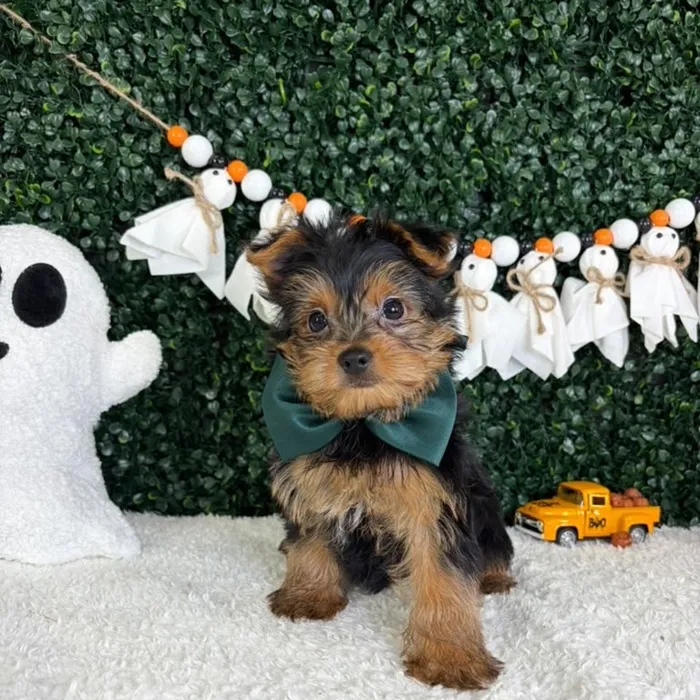 Male Yorkie puppy named Chucky for sale at Puppy Dreams - Garland.