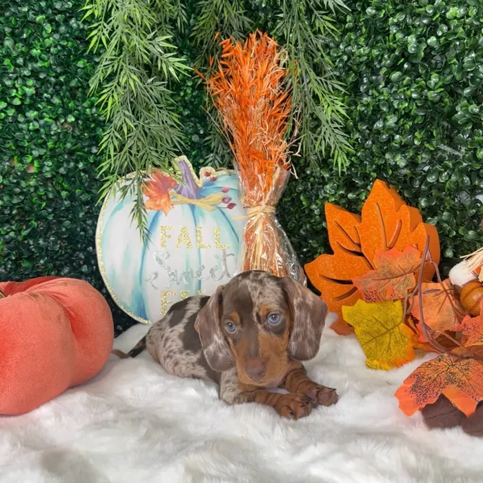 Male Dachshund puppy named Damon for sale at Puppy Dreams - Denton.