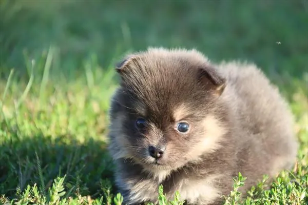 Female Pomeranian puppy named Sheyla for sale at Puppy Dreams - North Richland Hills.