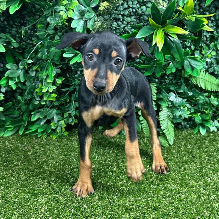 Female Min Pin puppy named Connie for sale at Puppy Dreams - Parks Mall.
