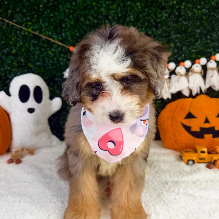 Female Bernedoodle Mini puppy named Mimi for sale at Puppy Dreams - Garland.