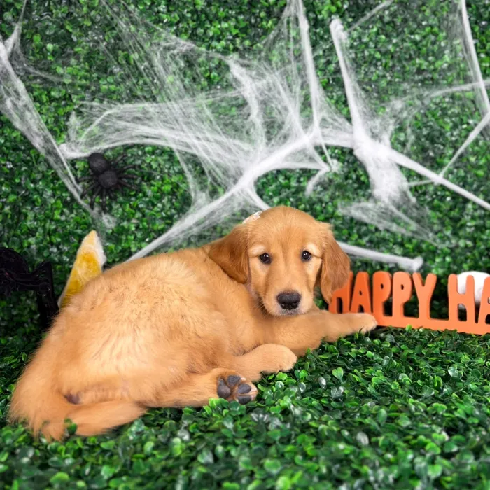 Female Golden Retriever puppy named Violet for sale at Puppy Dreams - North Richland Hills.