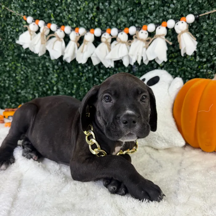 Male Cane Corso puppy named Zane for sale at Puppy Dreams - Garland.